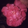 Margaret Crutcher